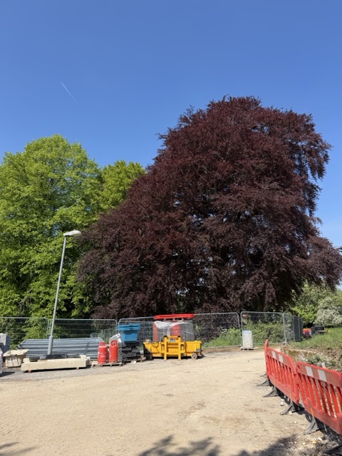 The trees at The Old Quarries really are exceptionally good